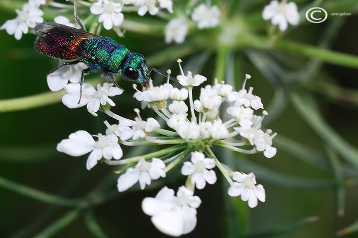 chrysis  ignita ??? Chrysis marginata & Pseudomalus auratus